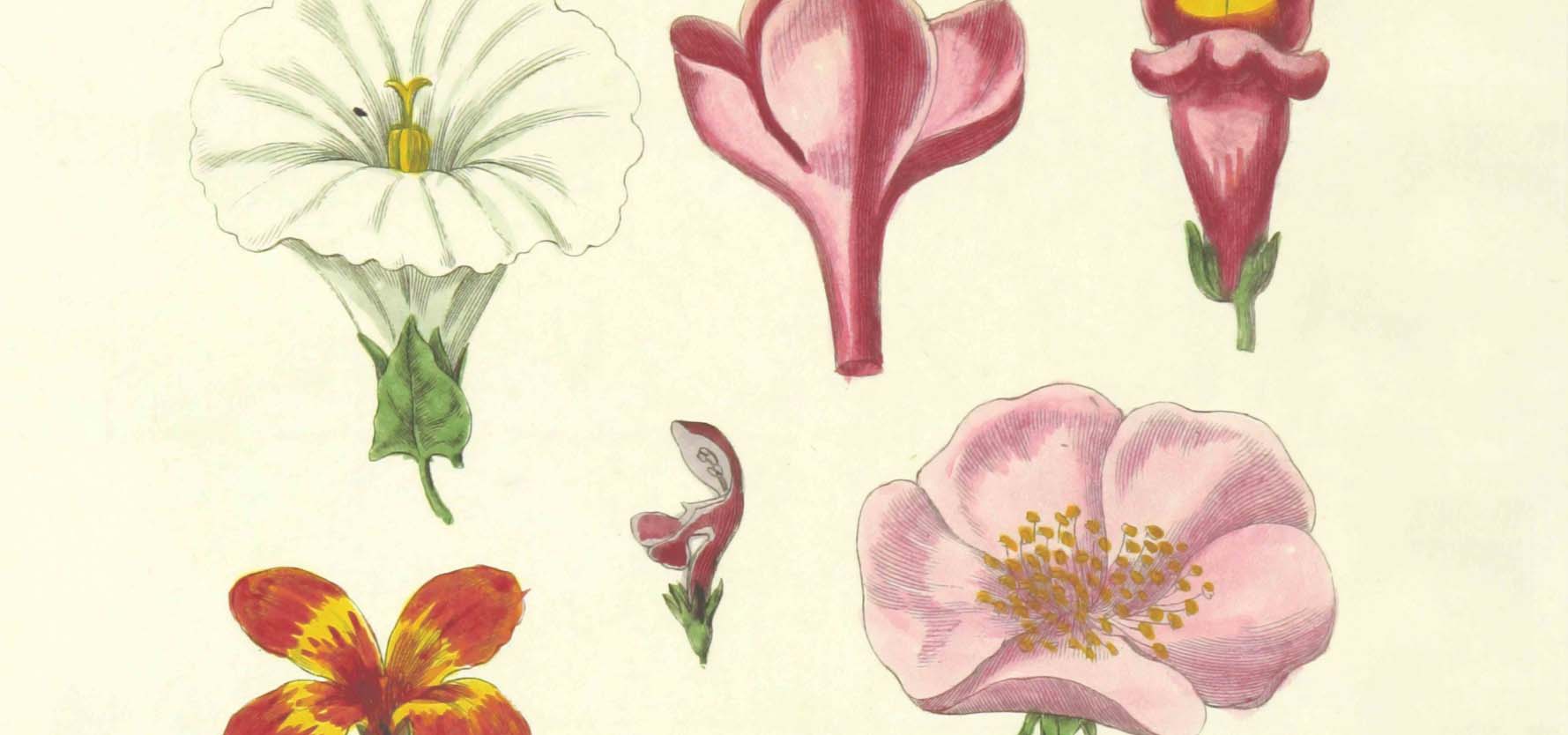 Botanical illustration showing various flower blooms.