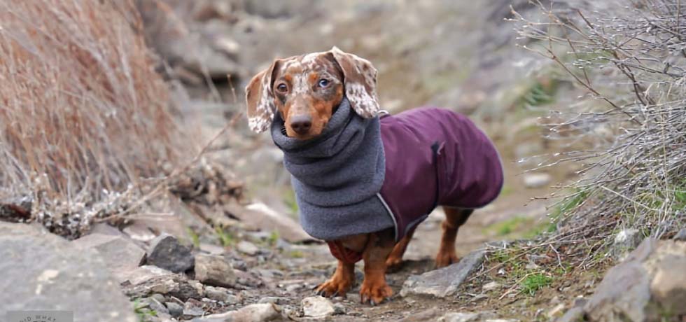 Weiner dog dressed in a purple puppy coat on a trail.