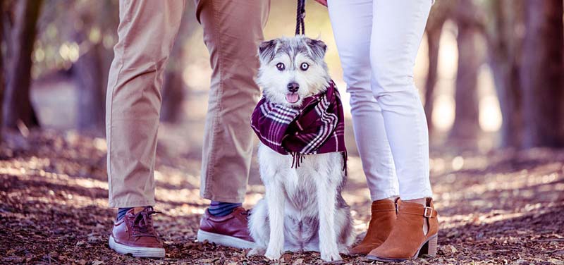 Photo of a husky at the feet of a man and women during a fall walk.