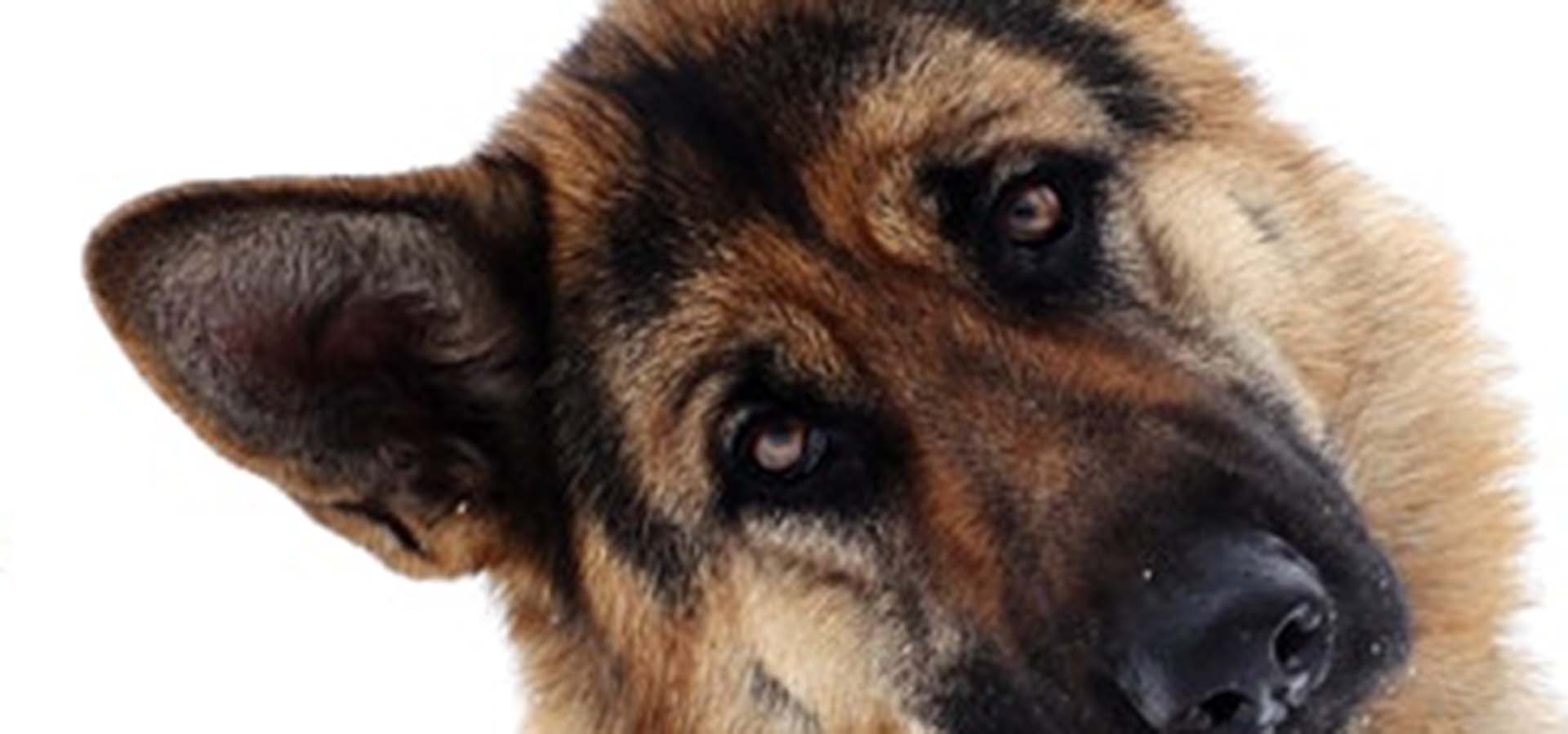 Face of a German Shepherd