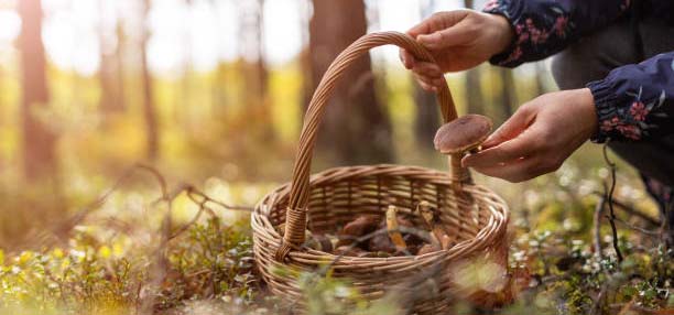 Hands holding a basket and collecting mushrooms in the forest.