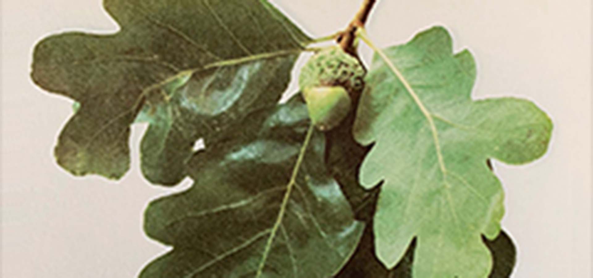 Green acorn and leaves