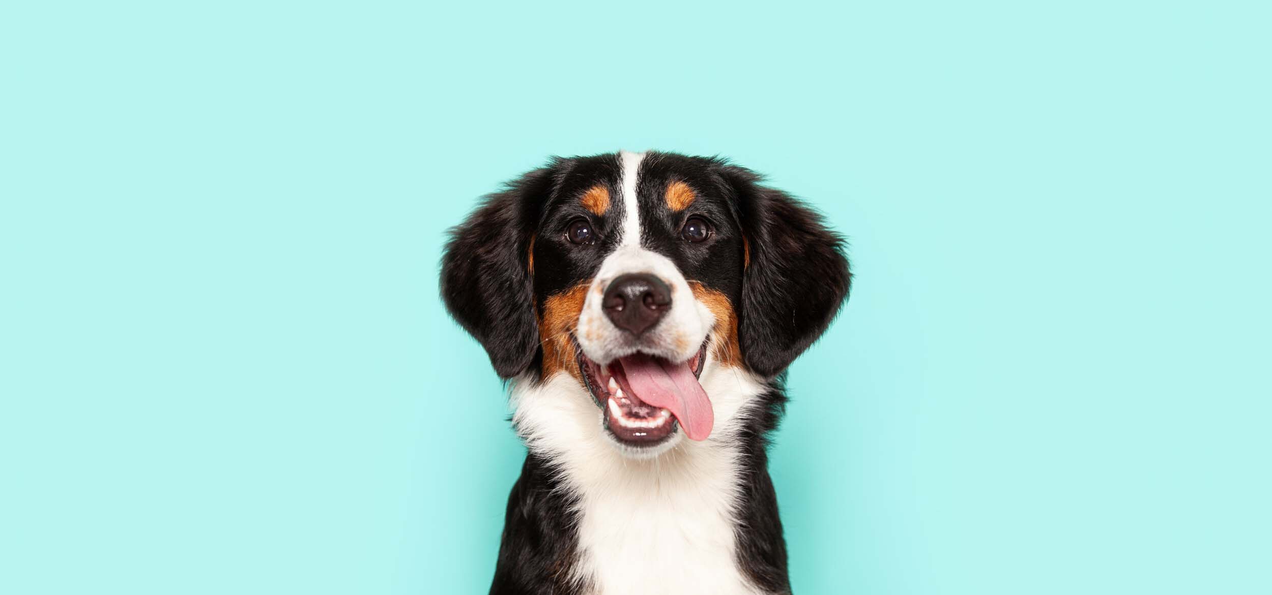 Photo of a dog with black and brown spots in front of a blue wall.