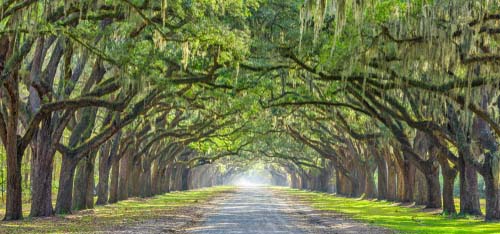 A tree lined southern road.