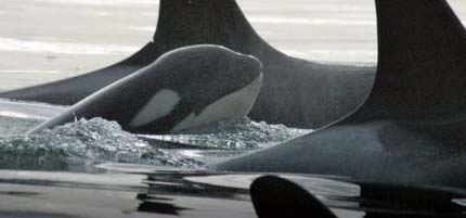 Orcas in the water.
