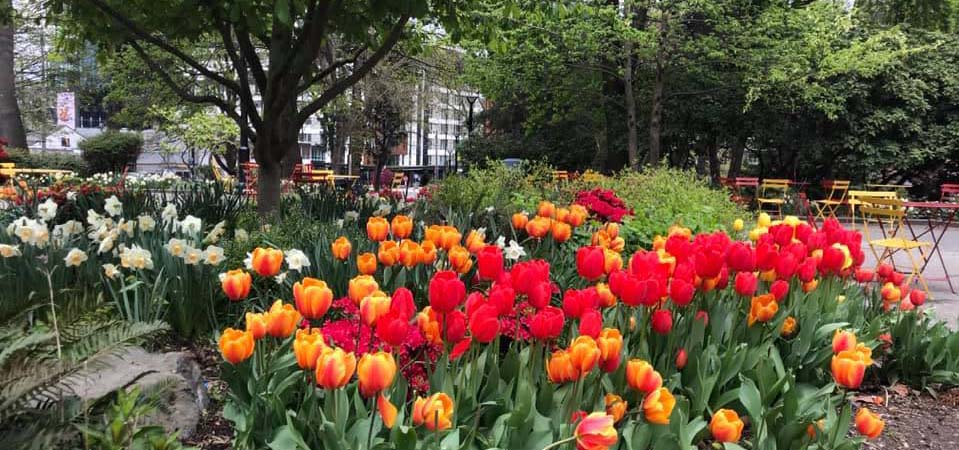 Tulips in bloom under trees in a park.